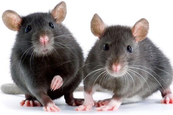 5 Penyakit Berbahaya dari tikus  yang bisa menyebar ke manusia