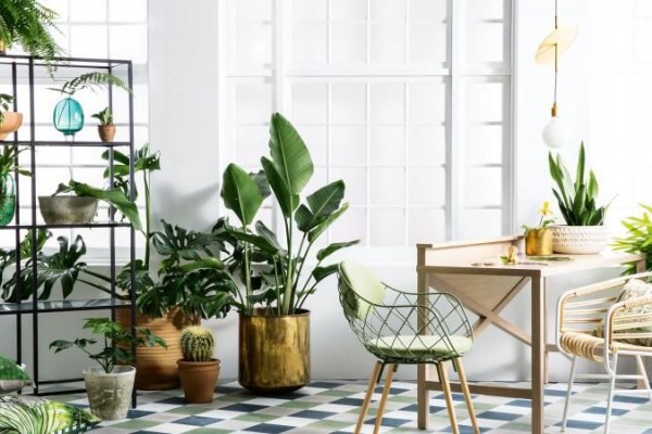 Gak Mau Repot? Ini 10 Tanaman Cantik dengan Perawatan Tersimpel