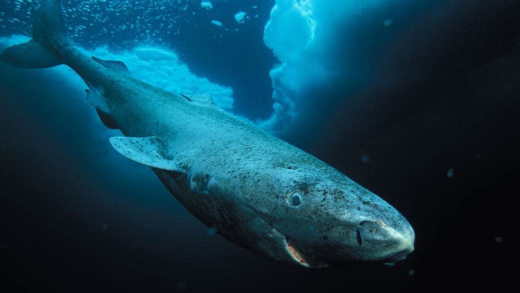 Hiu Gak Selalu Memangsa Manusia, Simak 7 Fakta Tentang Ikan Besar Ini!