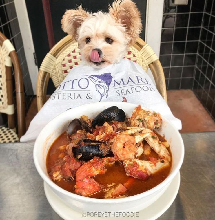 Gemasin Banget, 10 Potret Lucu Anjing Sebagai Foodies Hits
