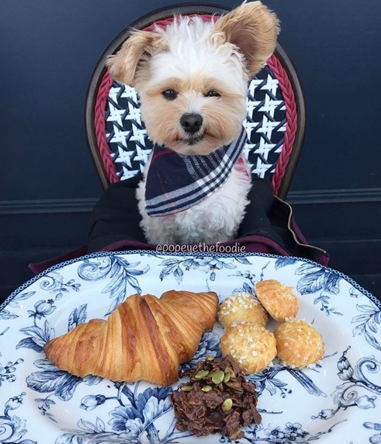 Gemasin Banget, 10 Potret Lucu Anjing Sebagai Foodies Hits