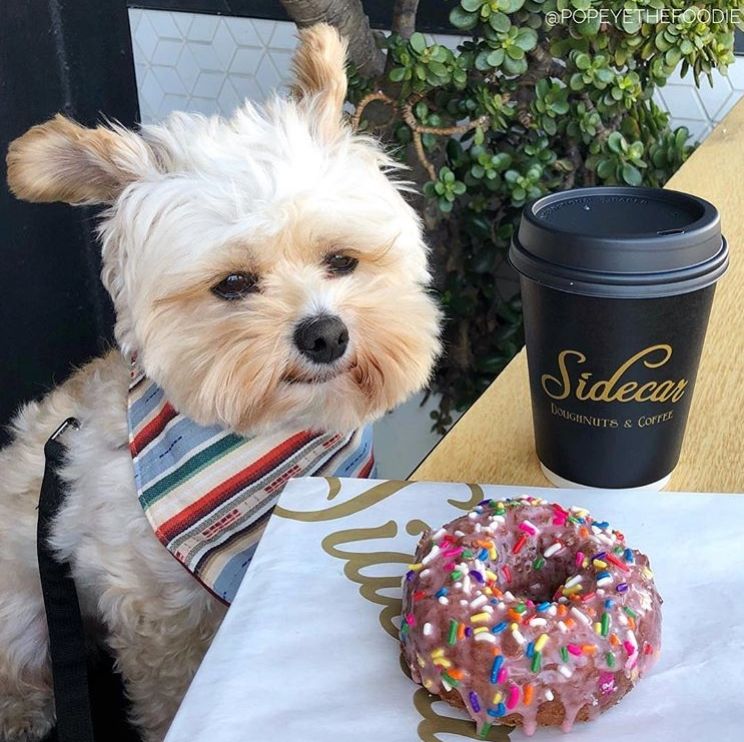 Gemasin Banget, 10 Potret Lucu Anjing Sebagai Foodies Hits