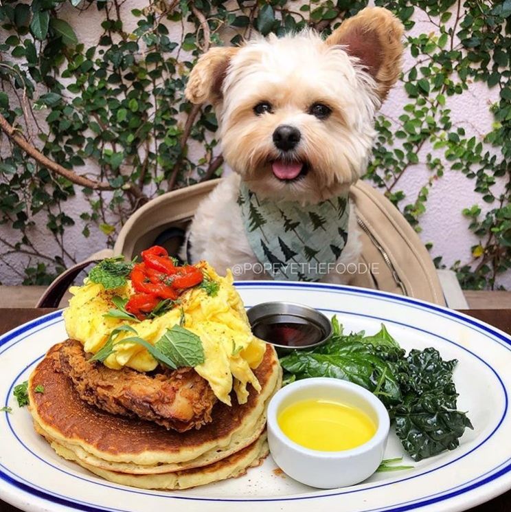 Gemasin Banget, 10 Potret Lucu Anjing Sebagai Foodies Hits