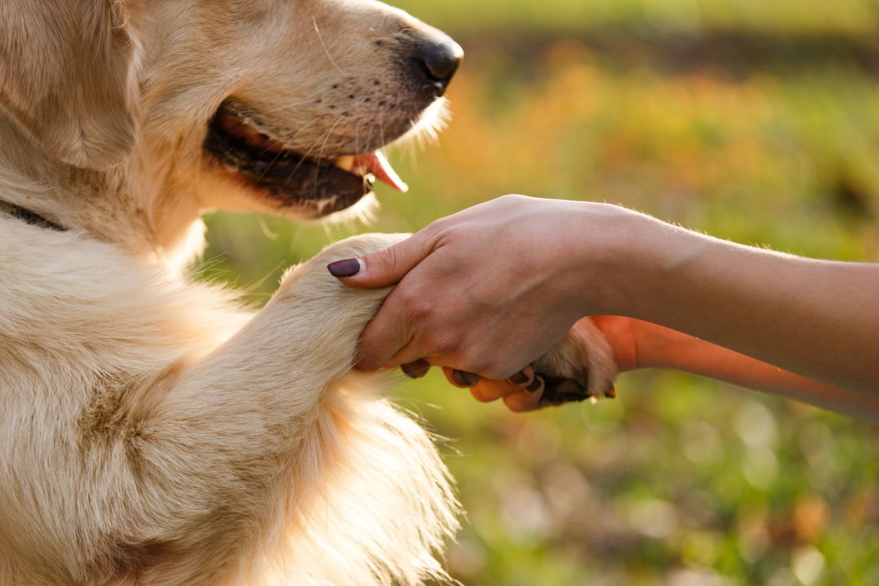 7 Bahaya Mengonsumsi Daging Anjing, Apakah Kamu Tega?