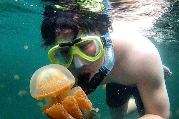 3 Tempat Snorkeling Terindah di Kerajaan Ubur-ubur Jinak di Indonesia
