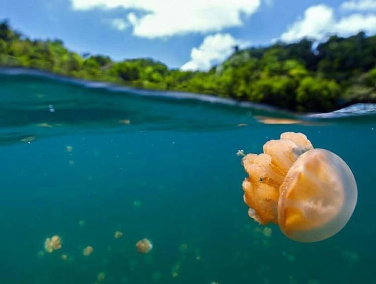 7 Makanan Favorit Penyu, Ada Soup Coral Lho