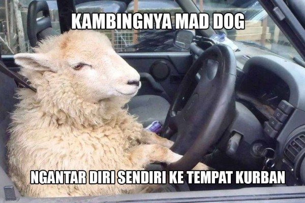 Senyum Dulu Dengan 10 Meme Kocak Menyambut Hari Raya Idul Adha