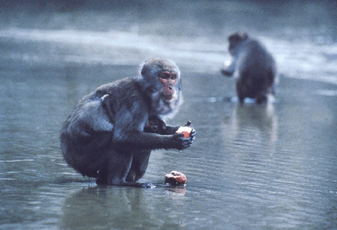 BKSDA Madiun Amankan Monyet yang Gigit dan Cakar Pemiliknya