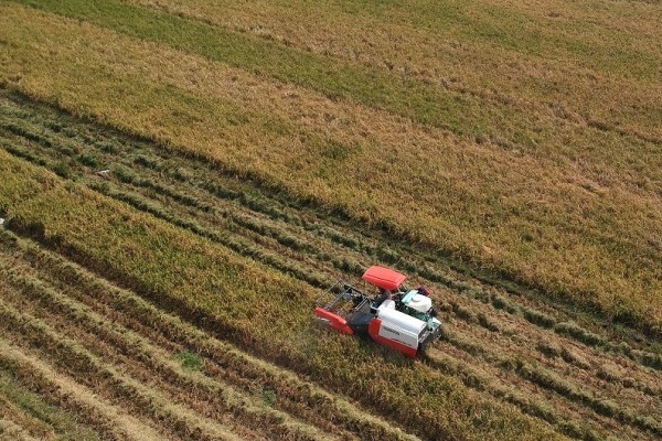 Kemarau, 50 Hektar Padi di Maja Terancam Gagal Tanam karena Kekeringan