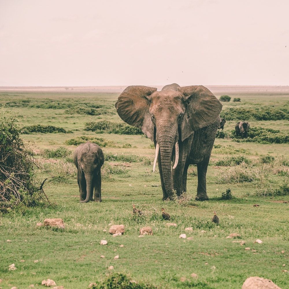 Unduh 73 Koleksi Gambar Gajah Yang Baik Hati Keren Gratis