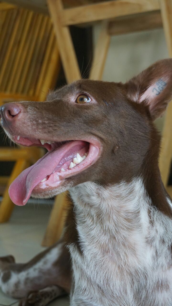Ciri-ciri Anjing Pembawa Keberuntungan Menurut Primbon Bali