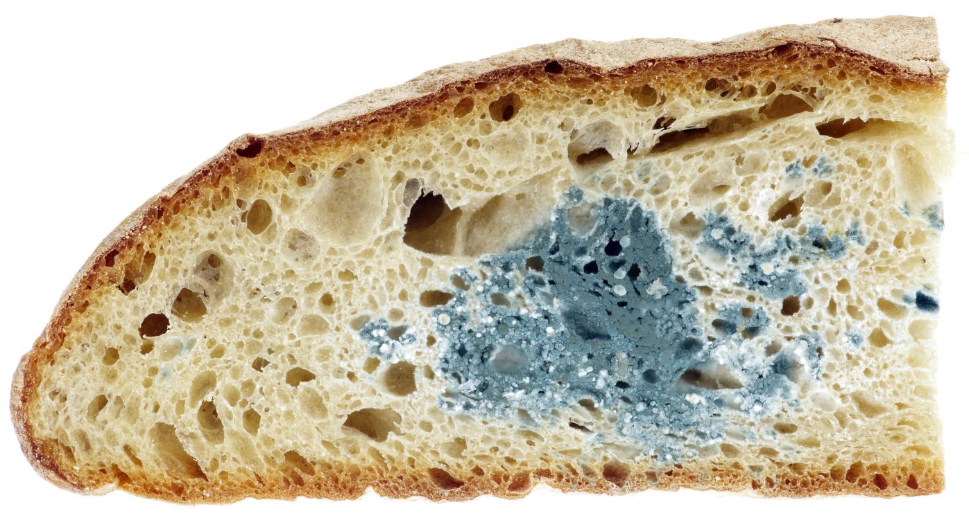 Jangan Pernah Makan Bagian “Bersih” di Roti Berjamur, Ini 10 Alasannya