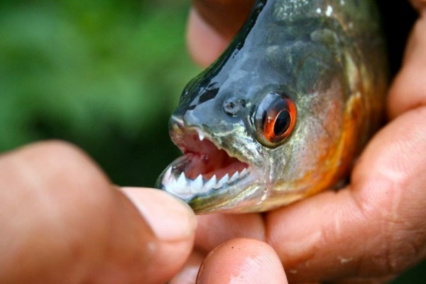 fish grabber pirahna