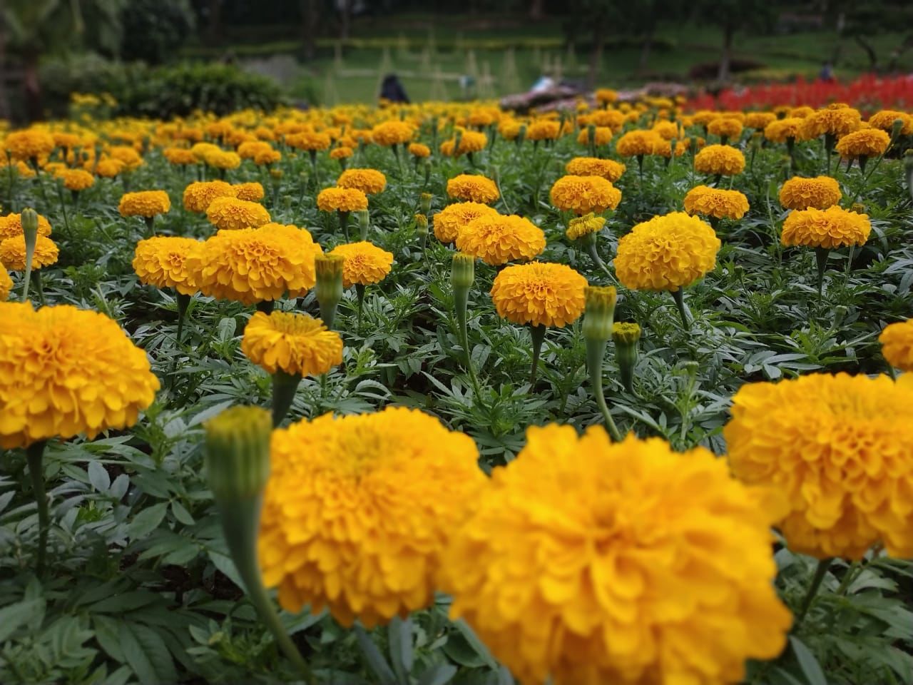 11 Destinasi Wisata Paling Menarik di Chiang Rai Thailand