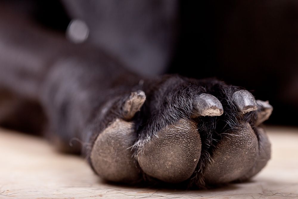 10 Fakta Unik yang Harus Kamu Ketahui Tentang Anjing Peliharaaanmu