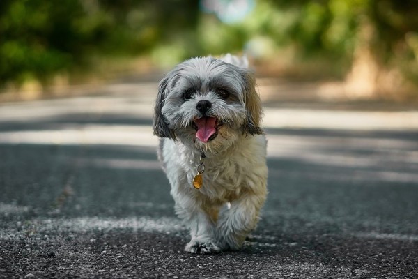 10 Fakta Unik yang Harus Kamu Ketahui Tentang Anjing Peliharaaanmu