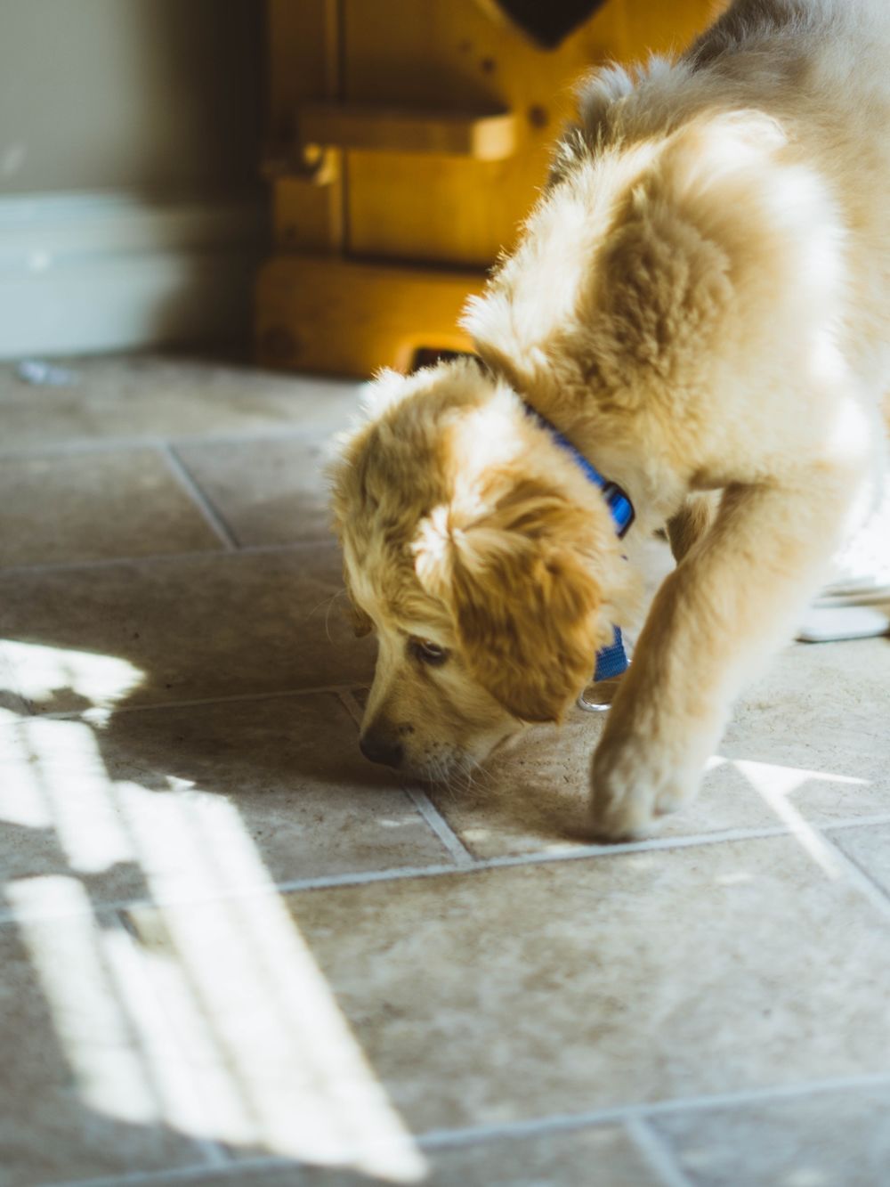 10 Fakta Unik yang Harus Kamu Ketahui Tentang Anjing Peliharaaanmu