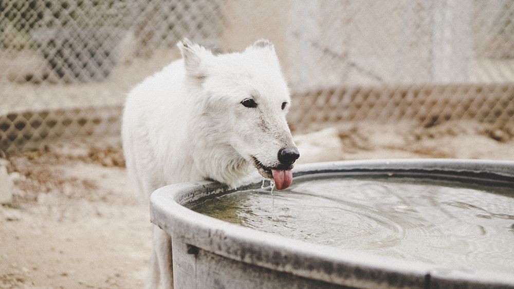 10 Fakta Unik yang Harus Kamu Ketahui Tentang Anjing Peliharaaanmu