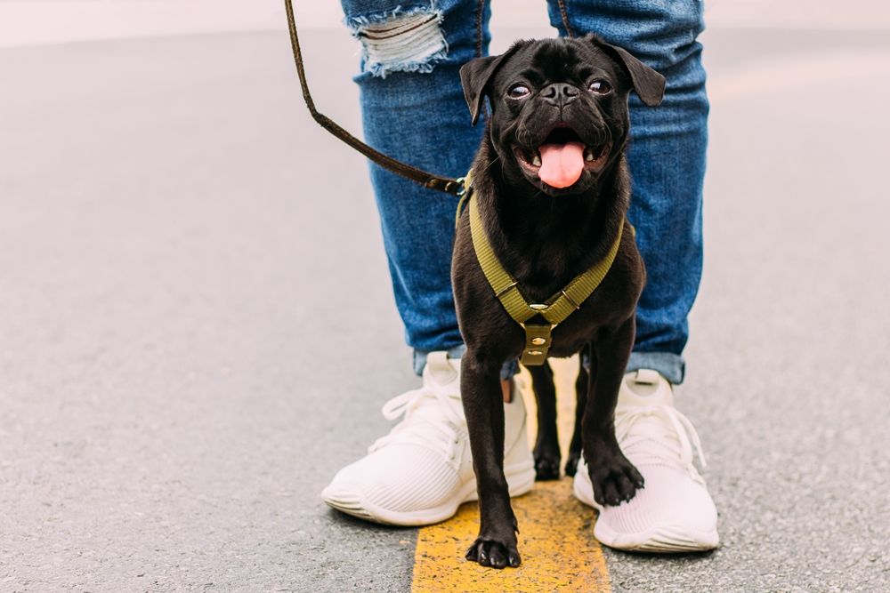 10 Fakta Unik yang Harus Kamu Ketahui Tentang Anjing Peliharaaanmu