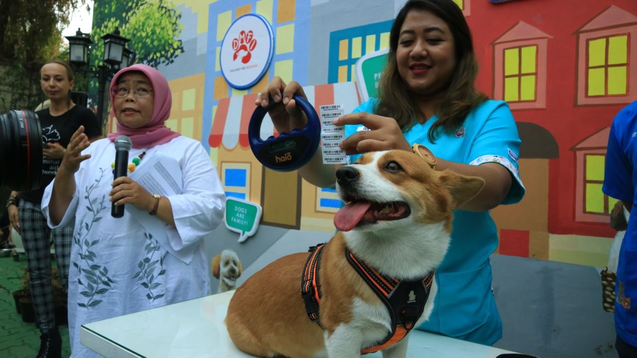 Tak Mau Ada Korban Rabies, BAWA Vaksinasi Anjing di Sanur