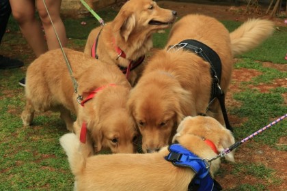 Peringati Hari Rabies, DKI dan JAAN Sosialisasi Microchip untuk Anjing