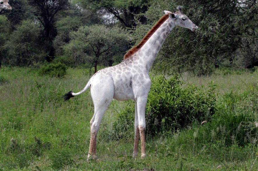 9 Hewan Albino Leukisme Terlangka Di Dunia Yang Unik Pernah Lihat