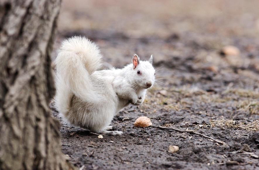 9 Hewan Albino Leukisme Terlangka Di Dunia Yang Unik Pernah Lihat