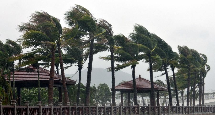 Angin Kencang di Kota Batu, BPBD Imbau Warga Waspadai Pohon Tumbang