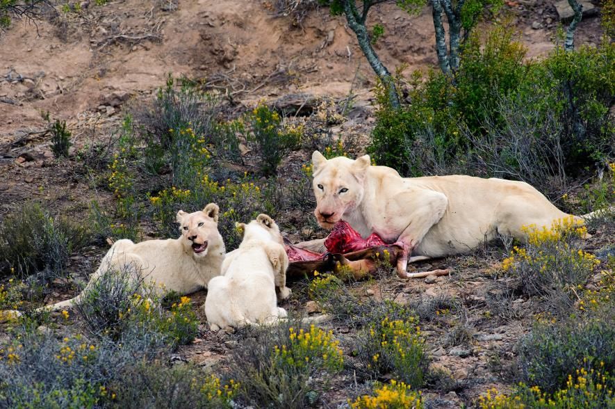 9 Hewan Albino Leukisme Terlangka Di Dunia Yang Unik Pernah Lihat