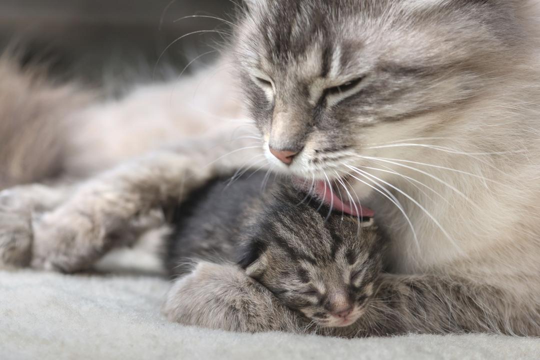 Кошка вылизывает. Кошка с котятами. Мама кошка и котенок. Котята с мамой. Кошка вылизывает котенка.