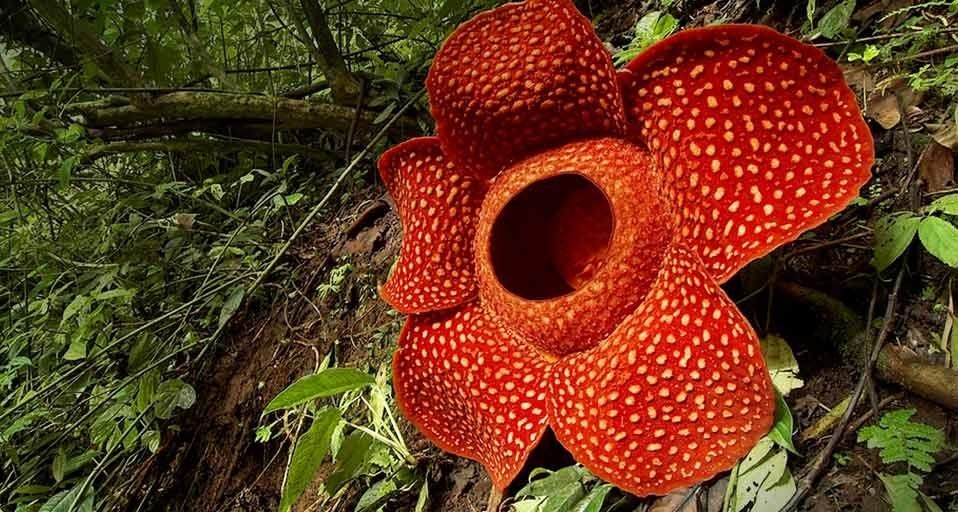 Unduh 93+ Gambar Flora Fauna Dan Alam Benda Yang Baik Adalah Brainly Terbaru 