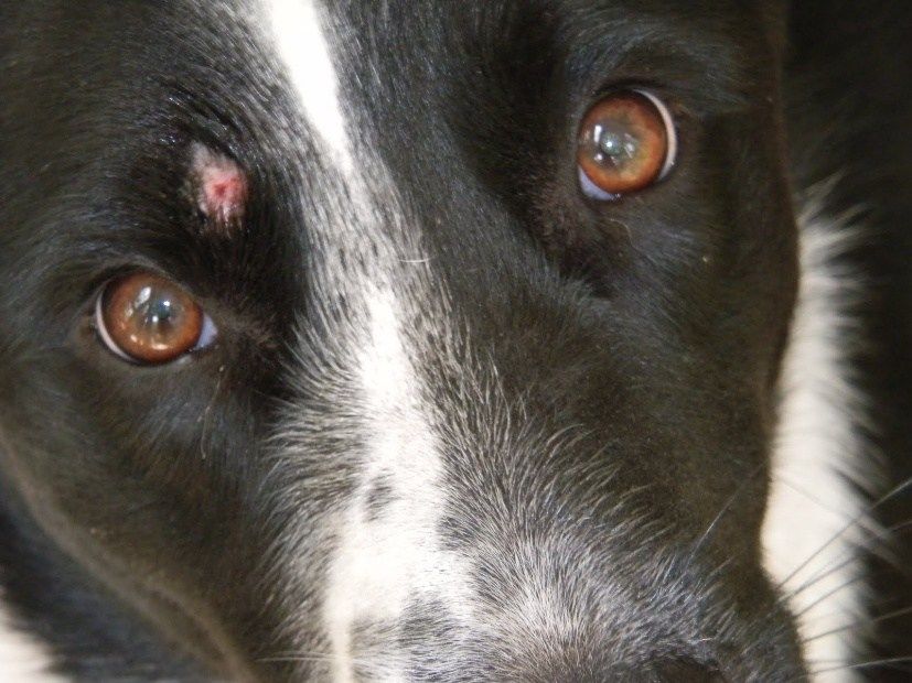5 Penyakit yang Bisa Menginfeksi Anjing Peliharaan Bila Dibiarkan Liar