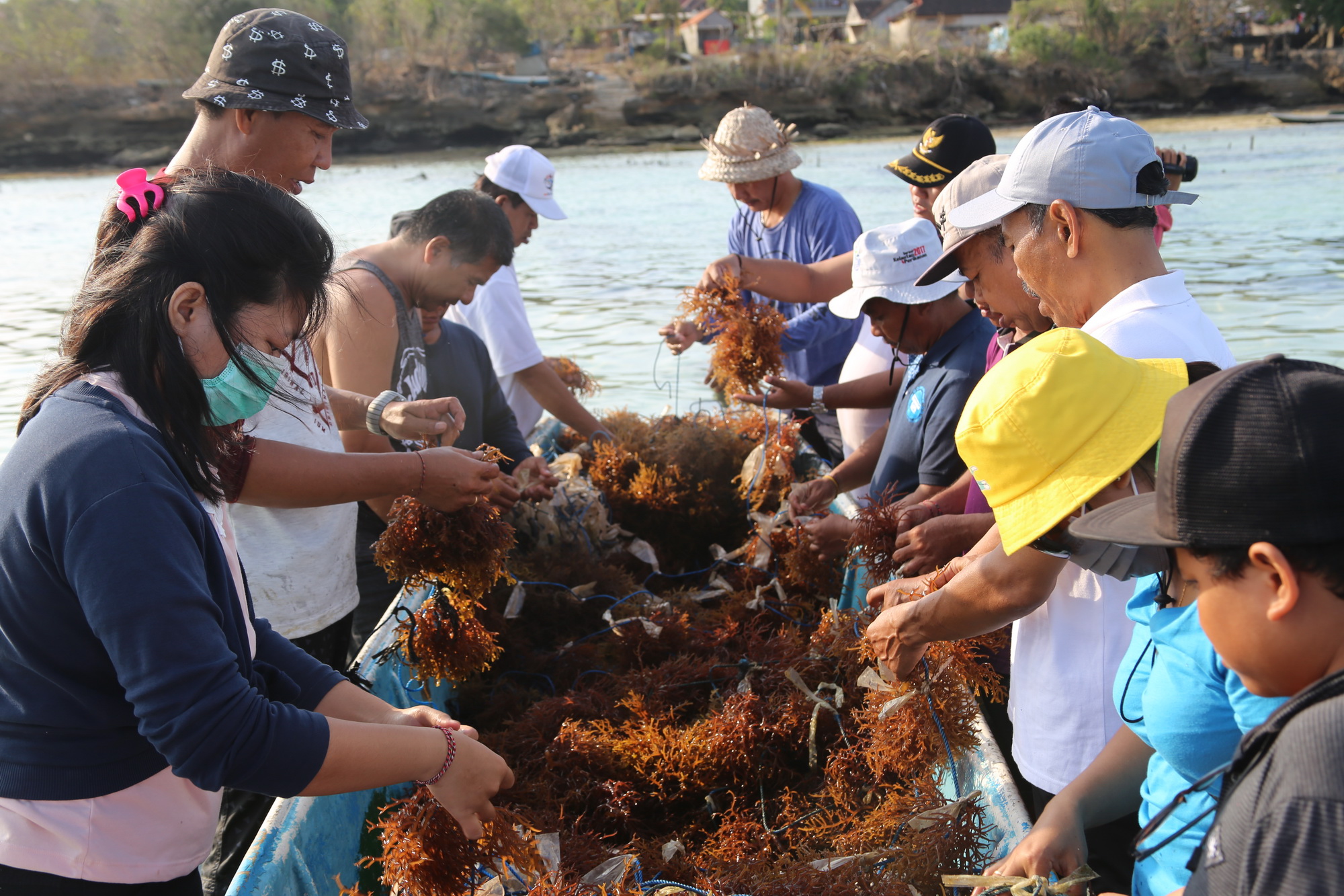 Mahasiswa UGM Buat Kemasan Makanan dari Rumput Laut       