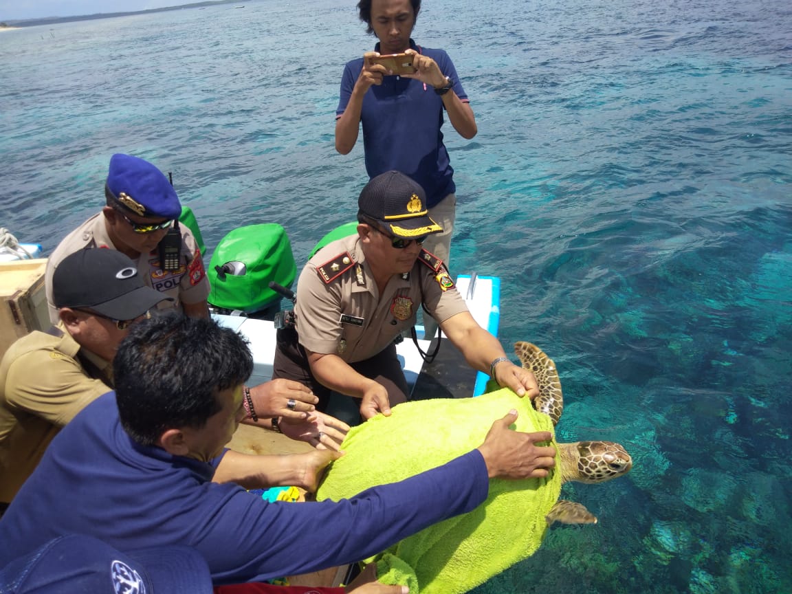 Jadi Korban Penyelundupan, 4 Penyu Dilepas di Pantai Nusa Penida