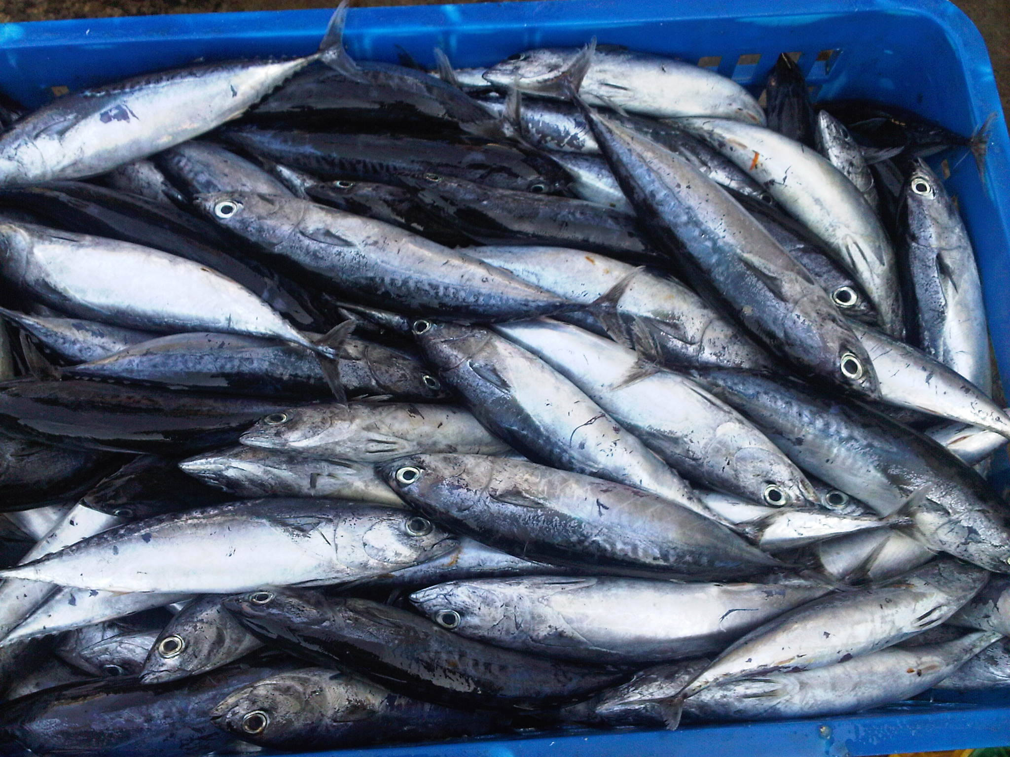 Hasil Melimpah, Ikan Tongkol di Negara Anjlok Hingga Rp3 Ribu per Kg