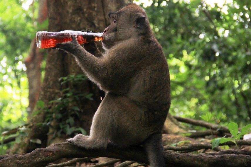 Sumber Pakan Berkurang Drastis, 4 Daerah di Jateng Diteror Kawanan Monyet