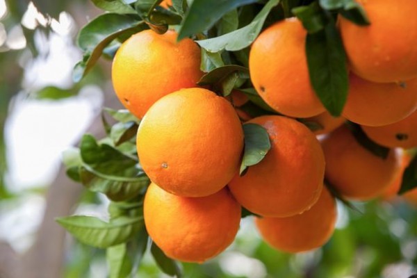 Bukan Jeruk, Ini 4 Buah yang Mengandung Vitamin C Paling Tinggi