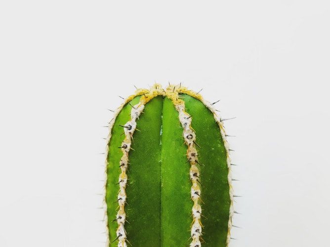 Mengejutkan Ini 9 Manfaat Kesehatan Pelihara Makan Tumbuhan Kaktus