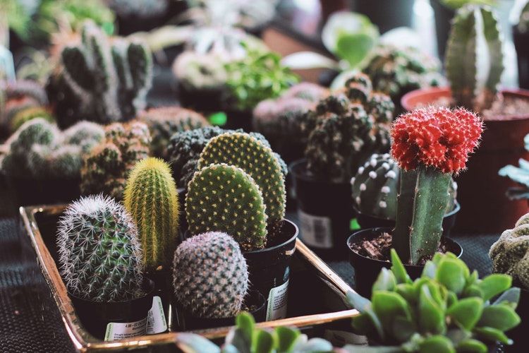 Mengejutkan Ini 9 Manfaat Kesehatan Pelihara Makan Tumbuhan Kaktus