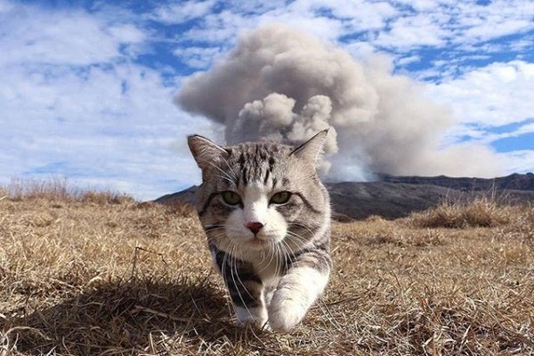 Kucing Apa yang Paling Cocok dengan Kepribadianmu? Coba Kuis Ini!