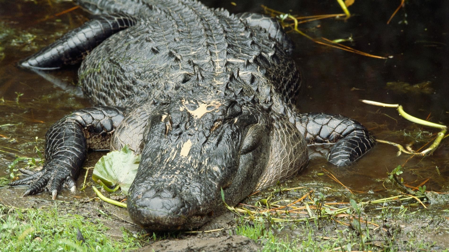 Unduh 6700 Gambar Gajah Vs Buaya Paling Baru Gratis HD