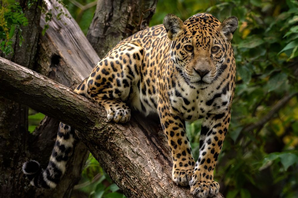 Foto Hewan Jaguar