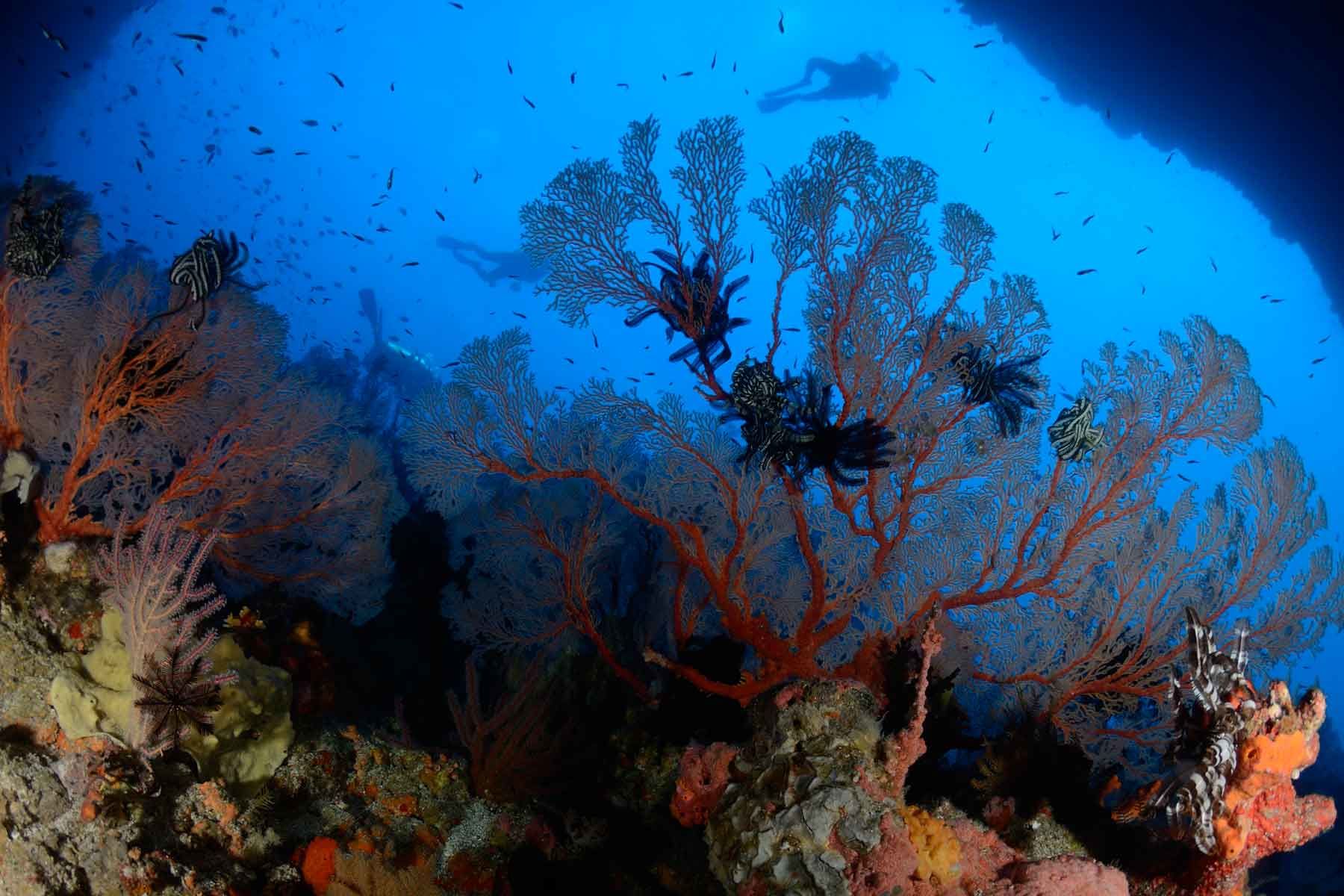 5 Spot Menyelam Terbaik di Ambon, Wajib Kamu Coba Sekali Seumur Hidup