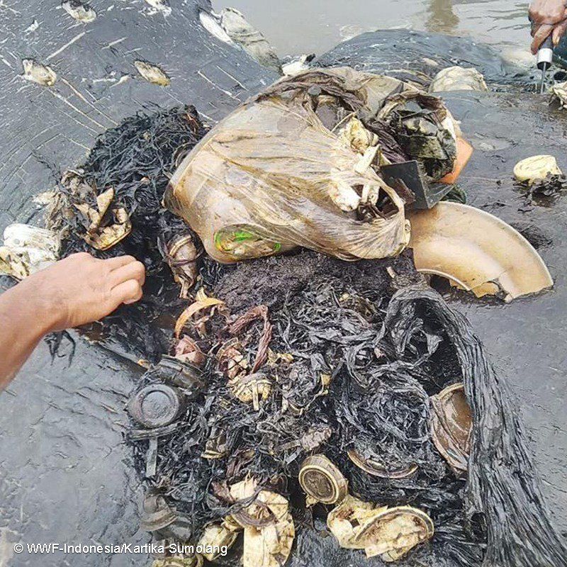 Paus yang Mati Terdampar di Wakatobi Makan 5,9 Kg Sampah Plastik
