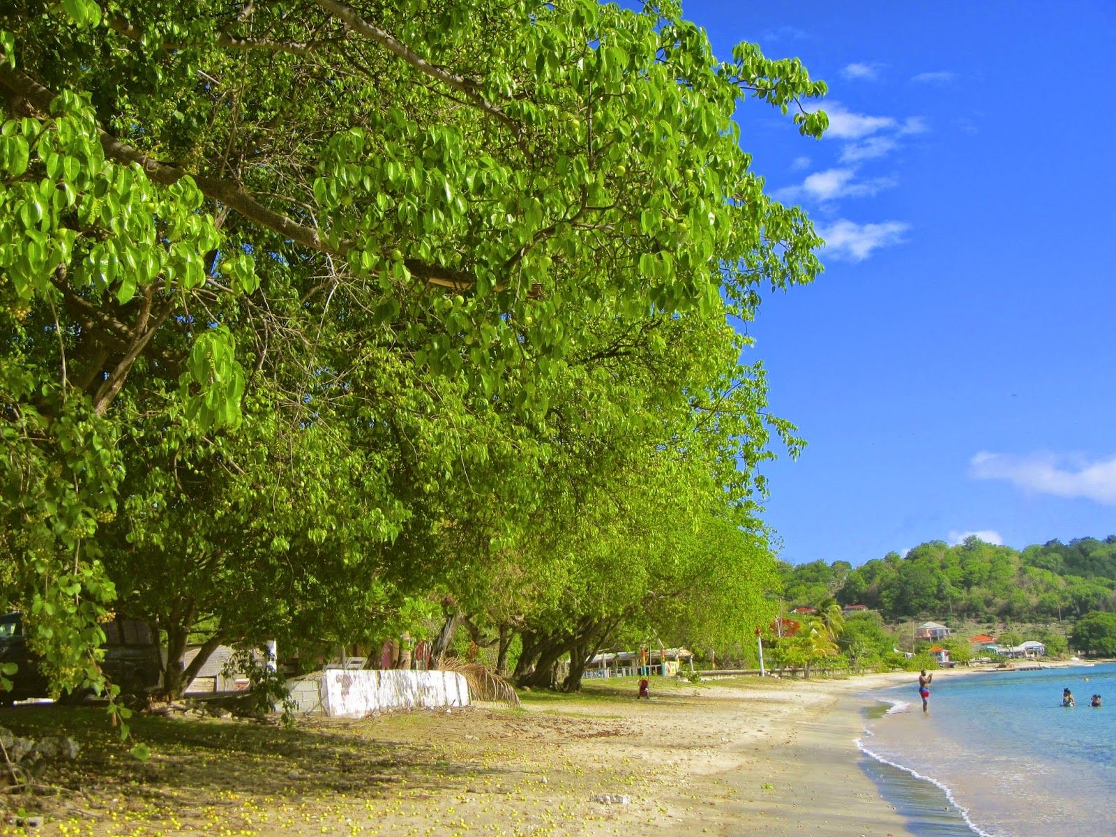 Манцинелловое дерево. Manchineel Tree. Манзанилла дерево. Пляжное яблоко дерево. Самое ядовитое дерево на земле.