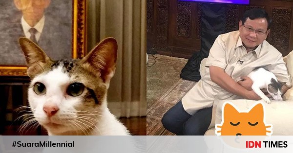 10 potret gemas prabowo & kucing kesayangannya bobby, cute abis!