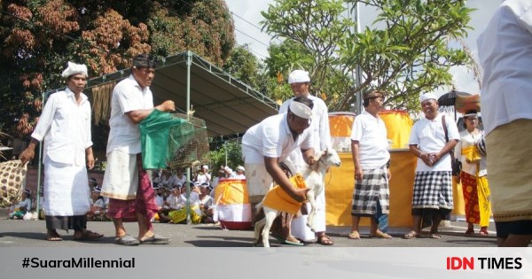  Hewan  langka  yang dikurbankan untuk ritual upacara sakral 