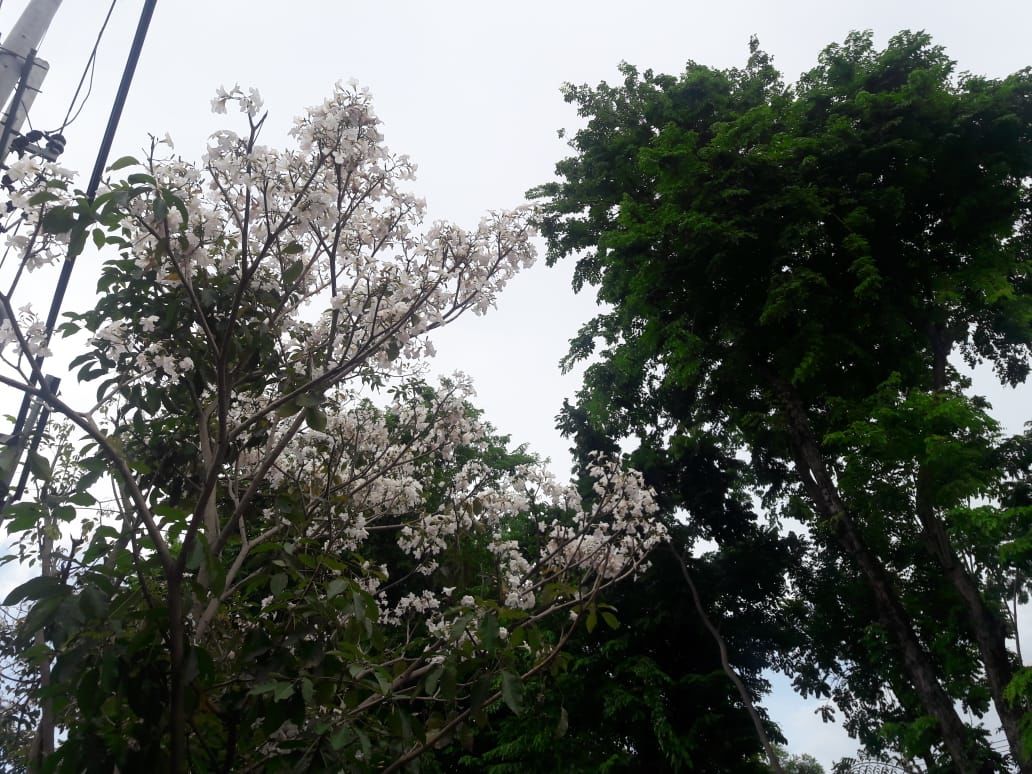 Bunga Tabebuya Bersemi, Bikin Surabaya Bernuansa Negeri Sakura