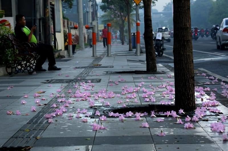 Bunga Tabebuya Bersemi, Bikin Surabaya Bernuansa Negeri Sakura