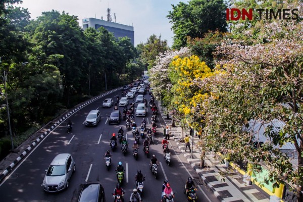 Lagi Bermekaran di  Surabaya  Ini 8 Fakta Tabebuya Nan 